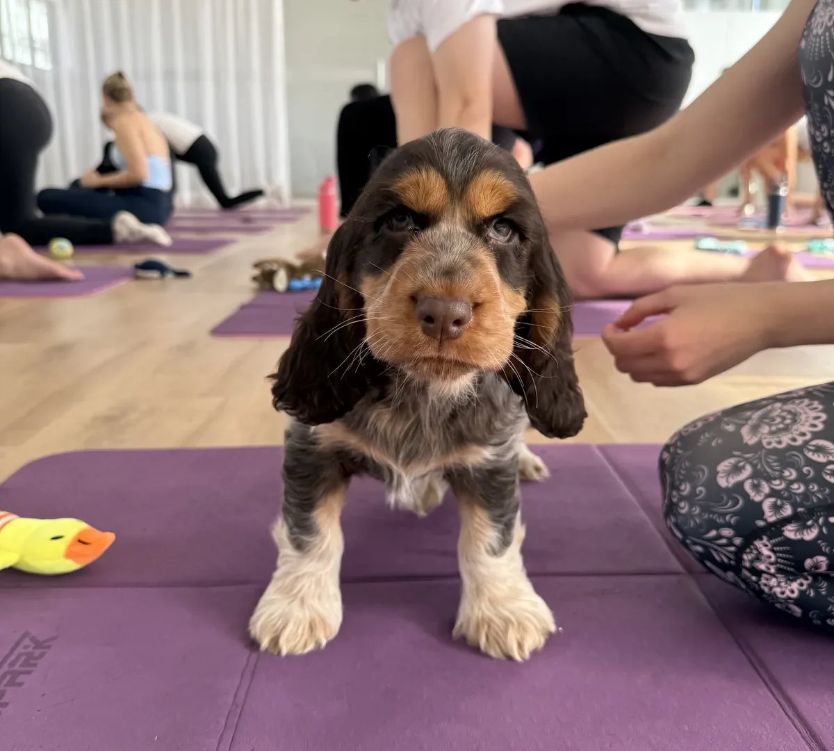 Yoga Paws Perth, photo 2