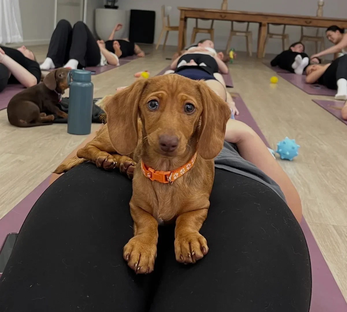 Yoga Paws Perth, photo 3