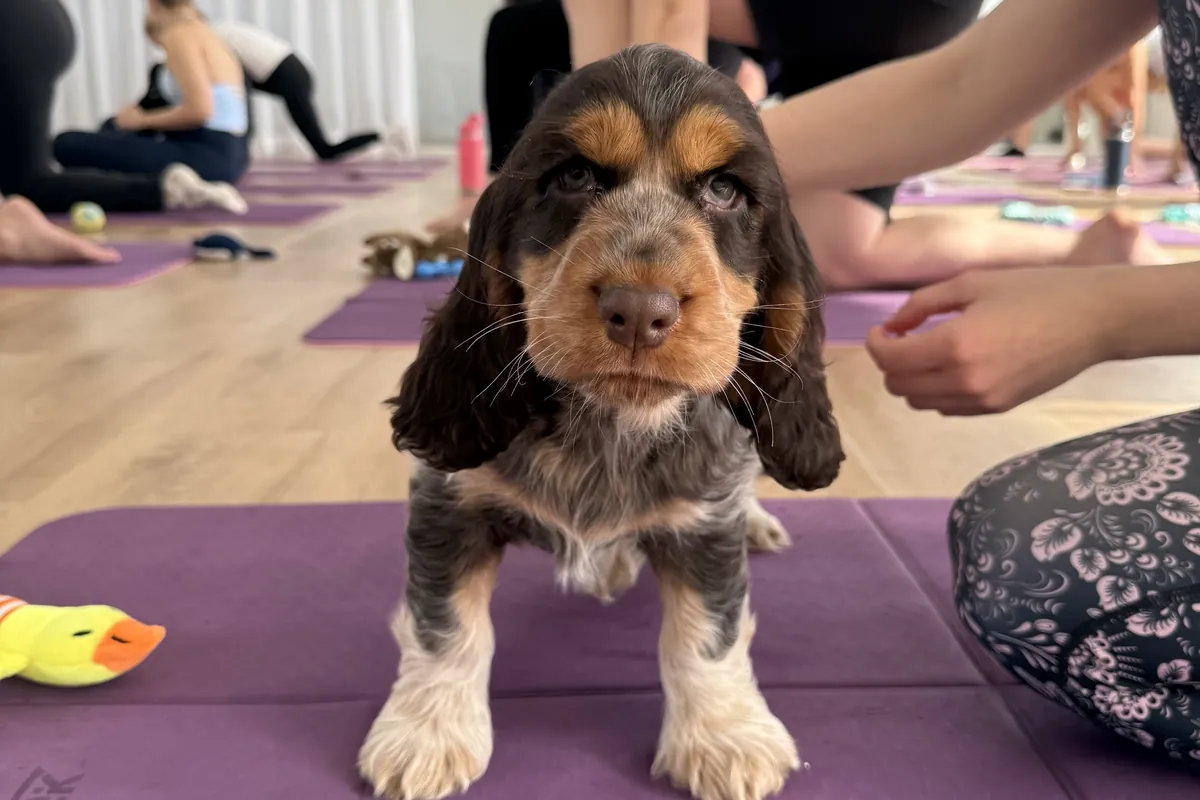 A spaniel puppy standing on a yoga mat during a Yoga Paws class