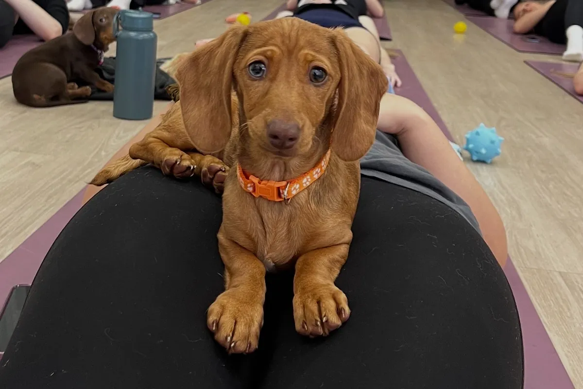 A dachshund puppy resting on a guest's lap during a Yoga Paws class