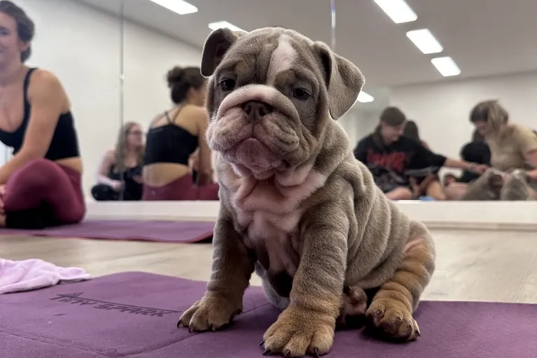 A bulldog puppy sitting on a yoga mat at a Yoga Paws session